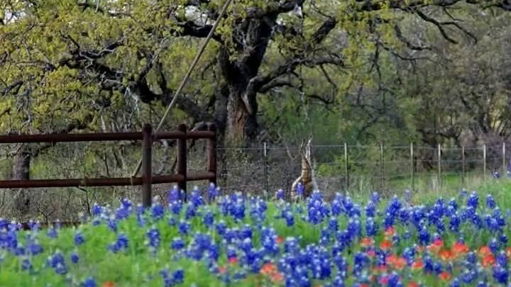 Startex Landscaping LLC, - shopping in Dallas, TX (Photo 1)