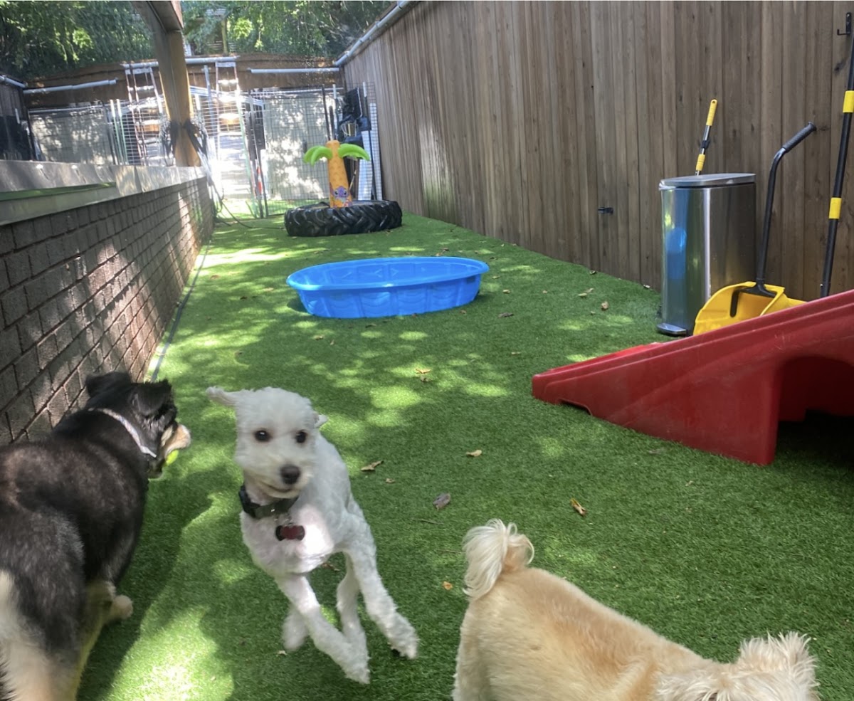 Arlington Dog Daycare and Boarding - shopping in Arlington, TX (Photo 1)