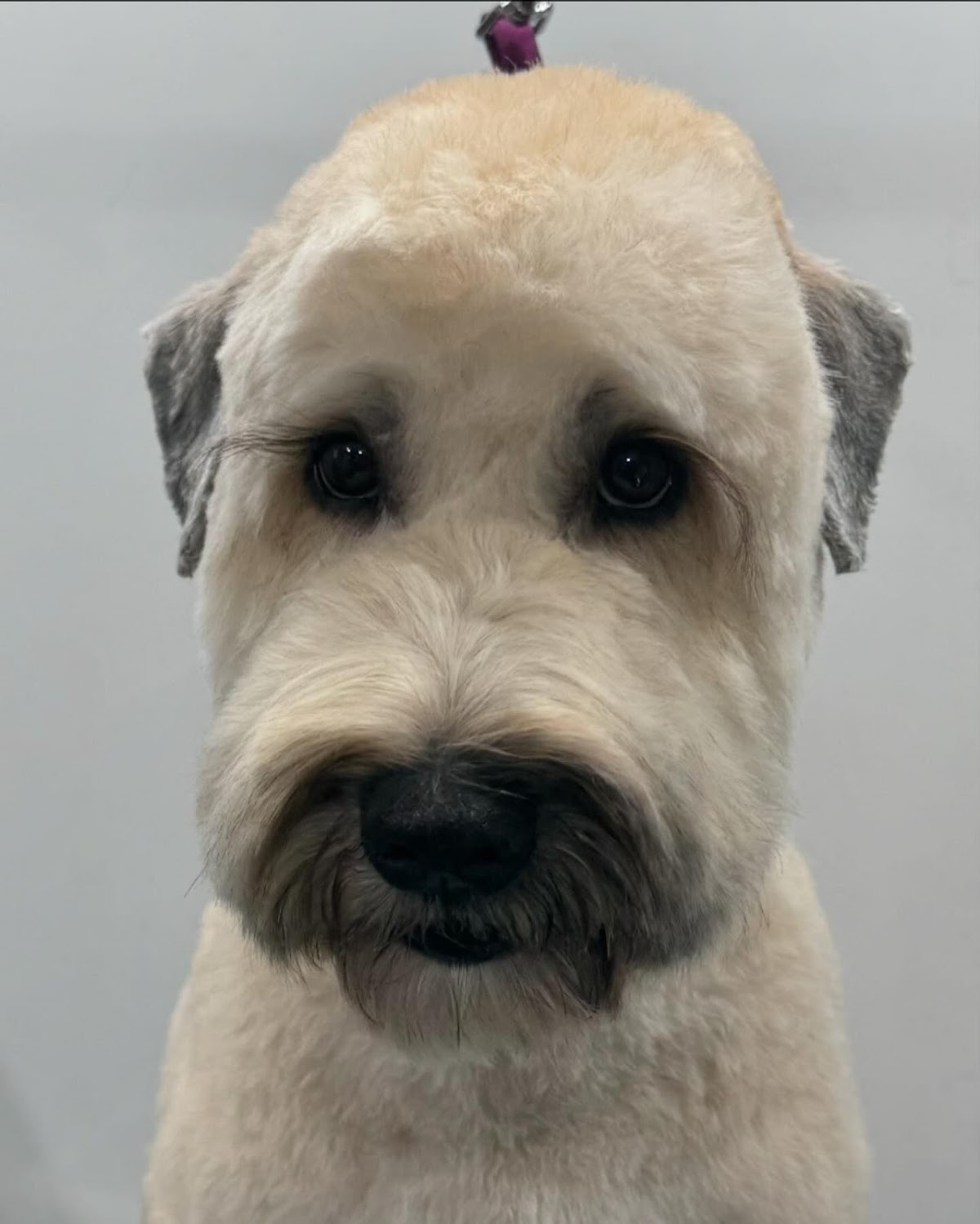 White Rock Pet Grooming - shopping in Dallas, TX (Photo 1)