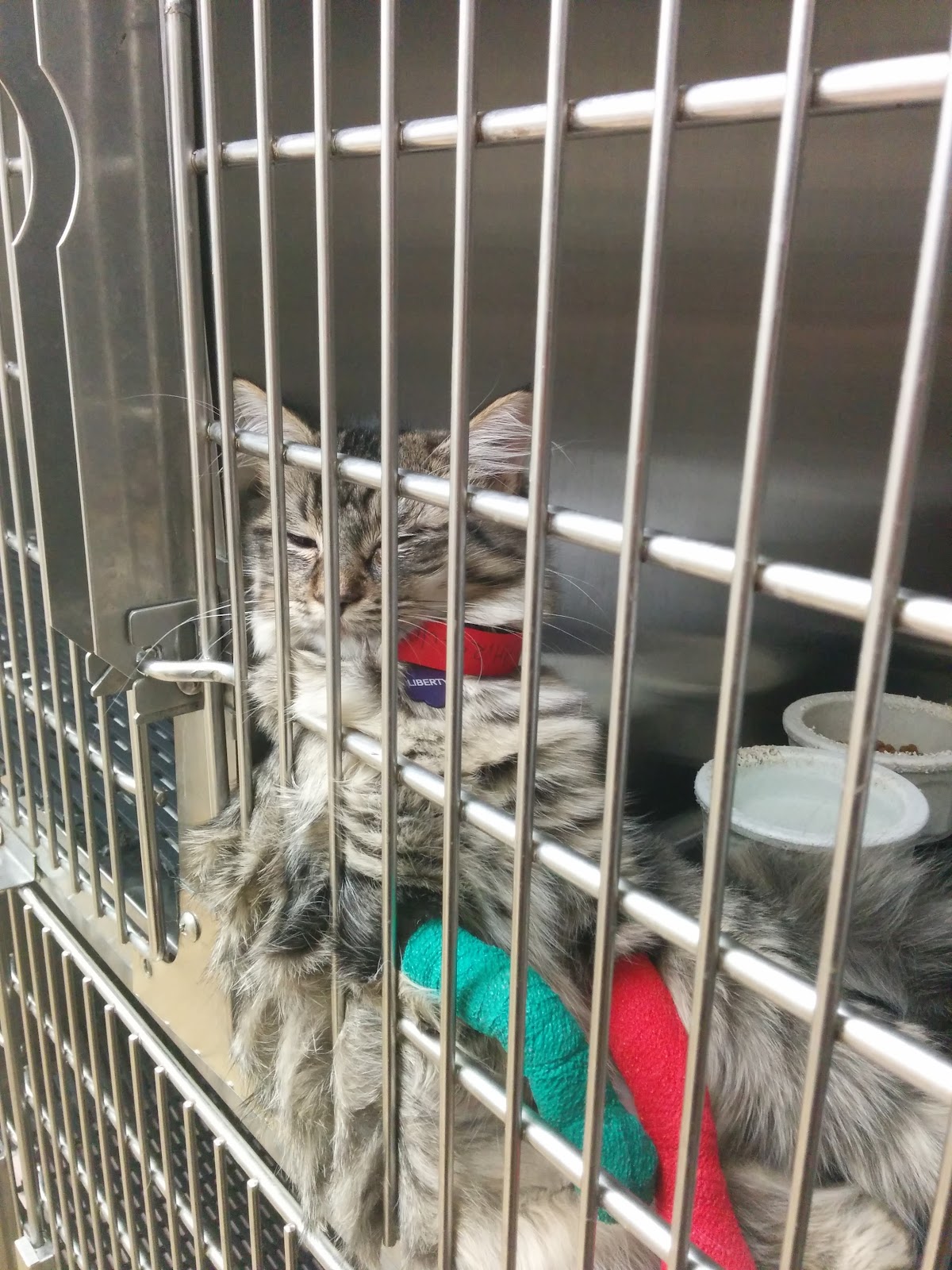 Animal Hospital Of Valley Ranch - doctors in Irving, TX (Photo 1)