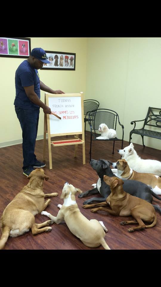 K-9 University - shopping in Garland, TX (Photo 1)