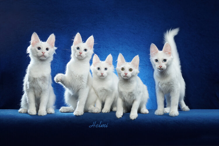 Starla's Cats - shopping in Garland, TX (Photo 1)