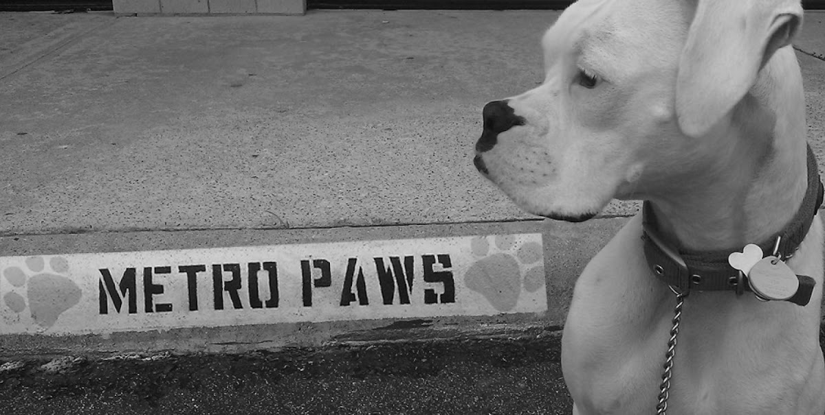 Metro Paws Animal Hospital - Skillman - doctors in Dallas, TX (Photo 1)