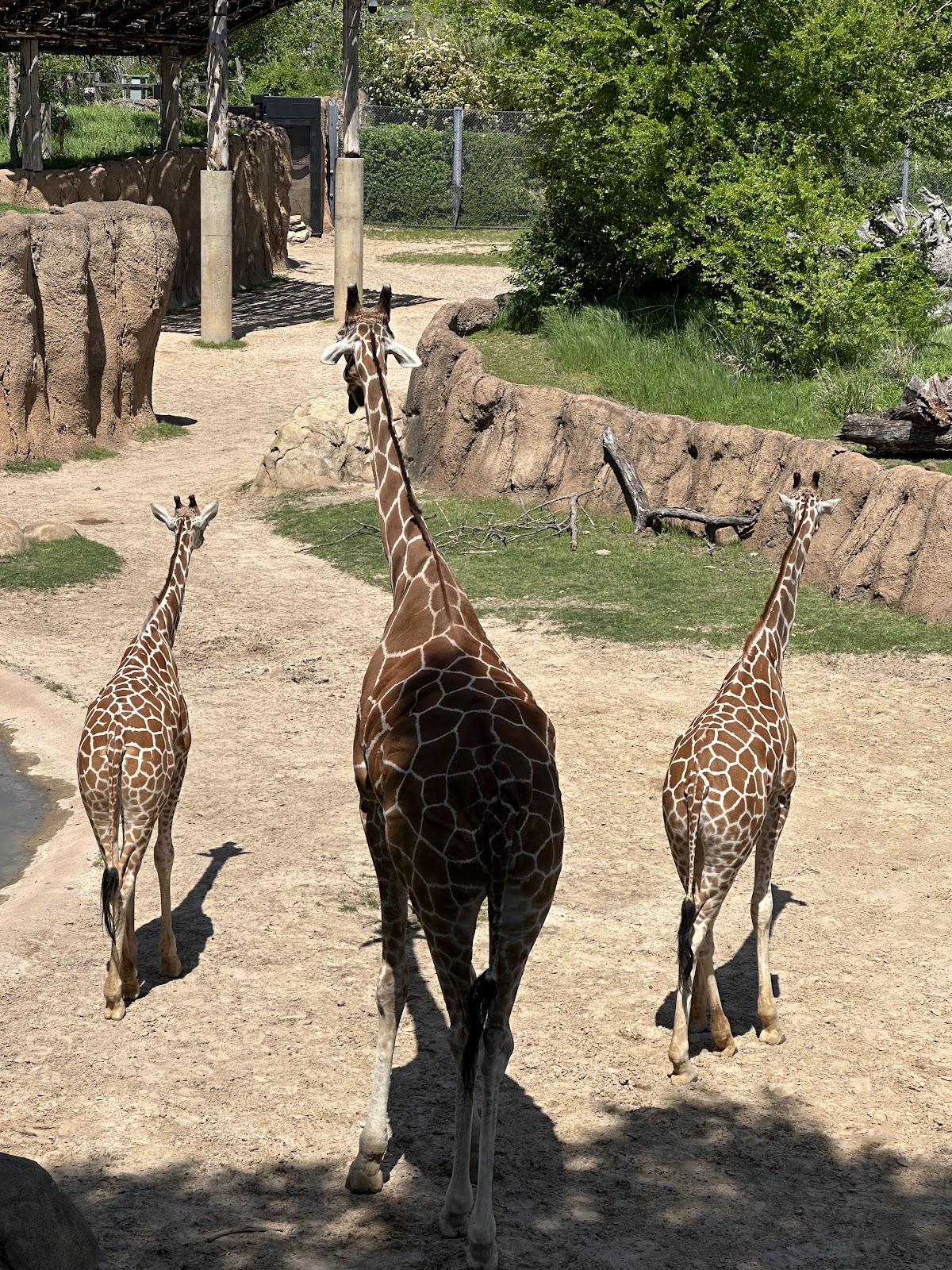 Giants of the Savanna - shopping in Dallas, TX (Photo 1)