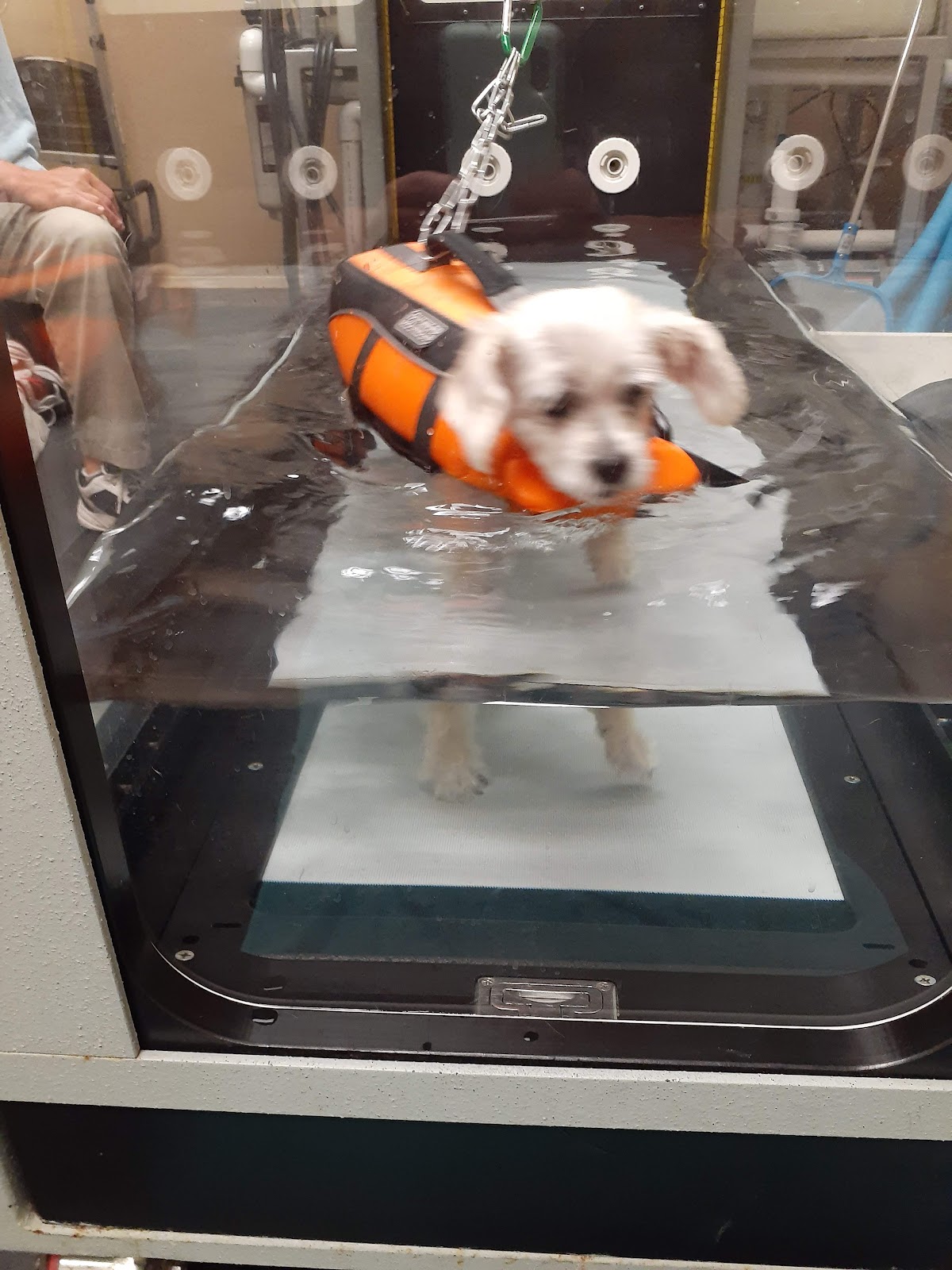 Advanced Care Veterinary Services - shopping in Carrollton, TX (Photo 1)