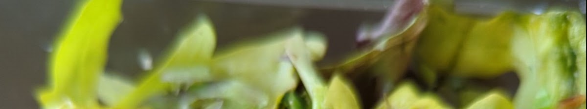 Panera Bread - restaurants in Prosper, TX (Photo 7)