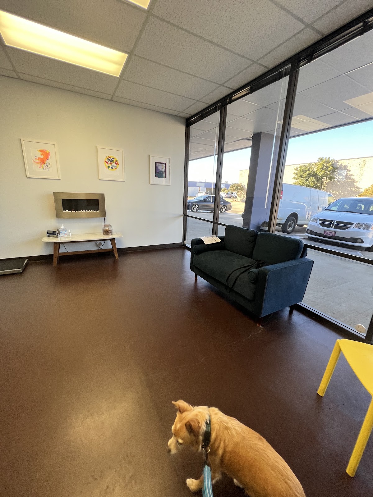 Advocate Veterinary Services By Referral and Appointment Only - shopping in Dallas, TX (Photo 1)