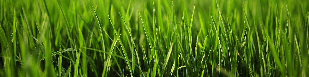 Lawn Tech - shopping in Plano, TX (Photo 1)