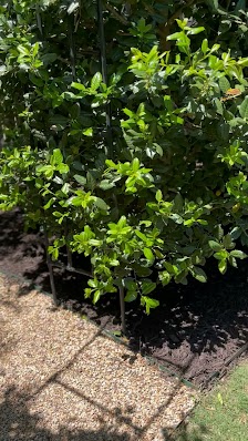 NovaVista Lawn & Landscape - shopping in McKinney, TX (Photo 5)