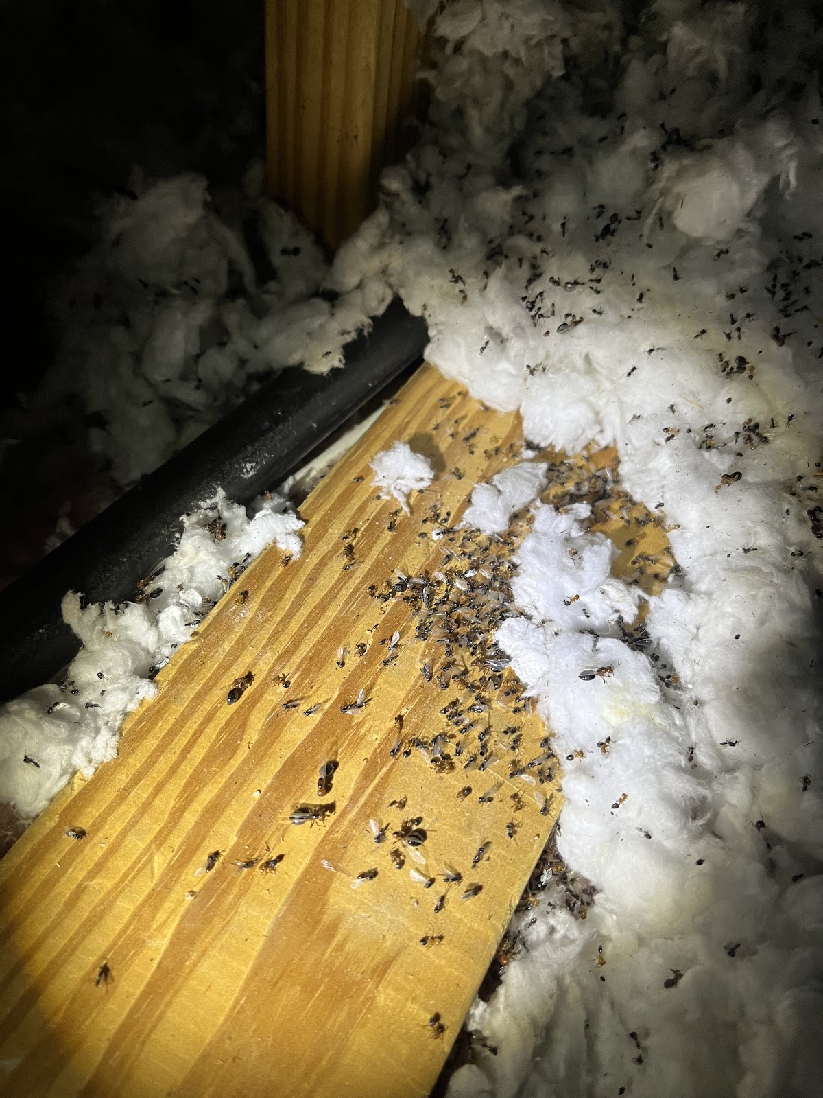 Alliance Pest Solutions - shopping in Keller, TX (Photo 1)