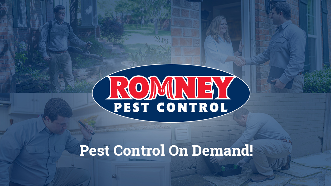 Romney Pest Control - Lewisville - pest-control in Irving, TX (Photo 1)