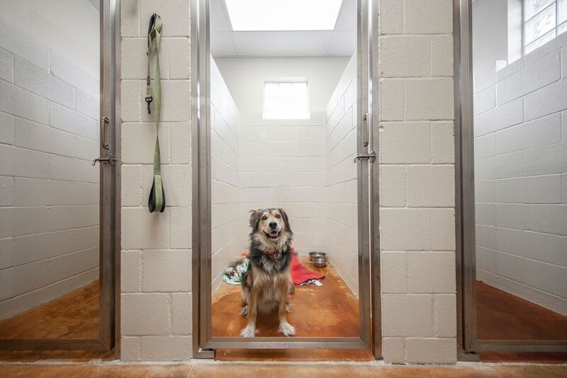 Canyon Creek Animal Clinic, A Thrive Pet Healthcare Partner - doctors in Richardson, TX (Photo 6)