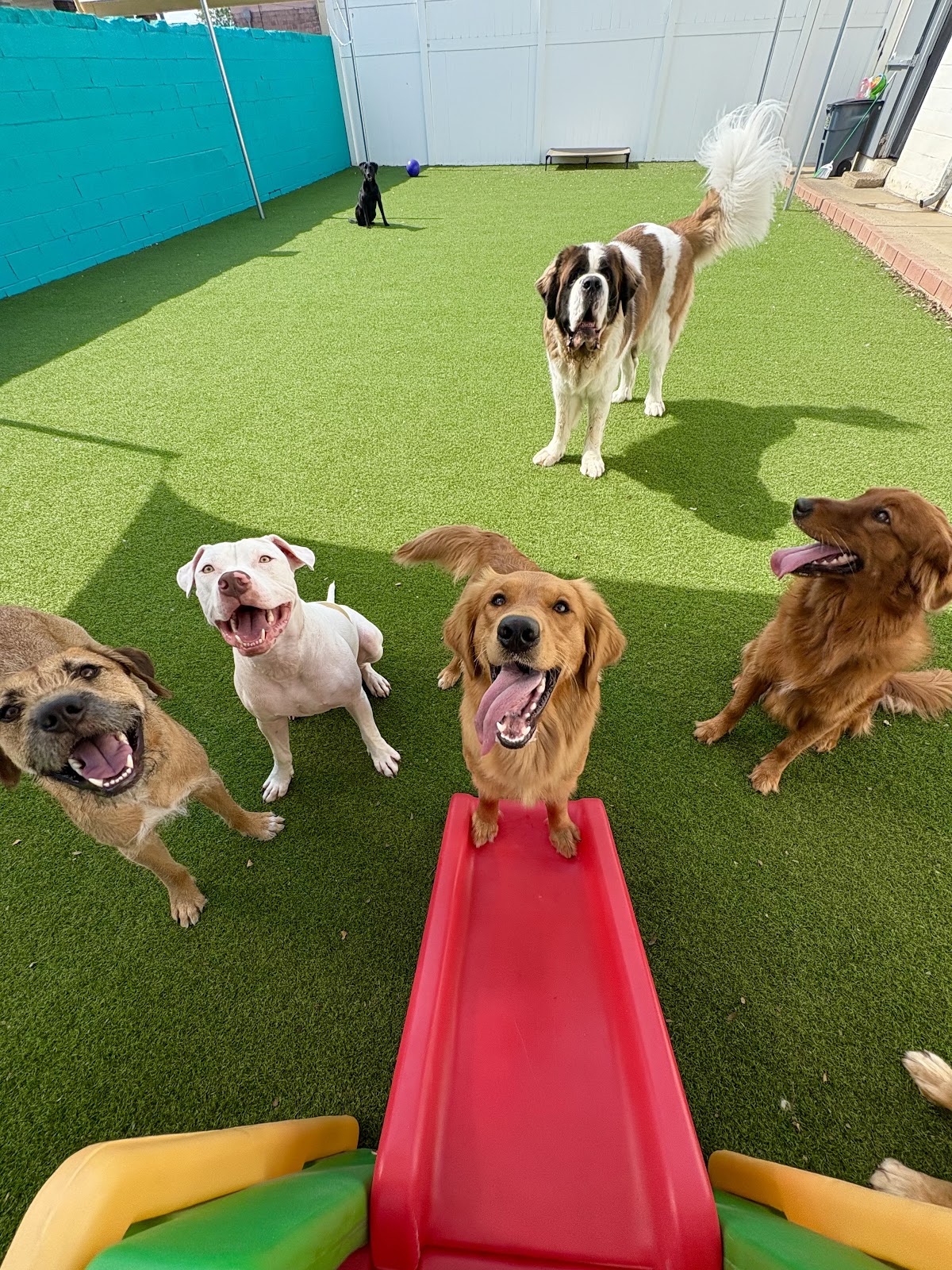 Woof Pack Stay & Play - shopping in Plano, TX (Photo 1)