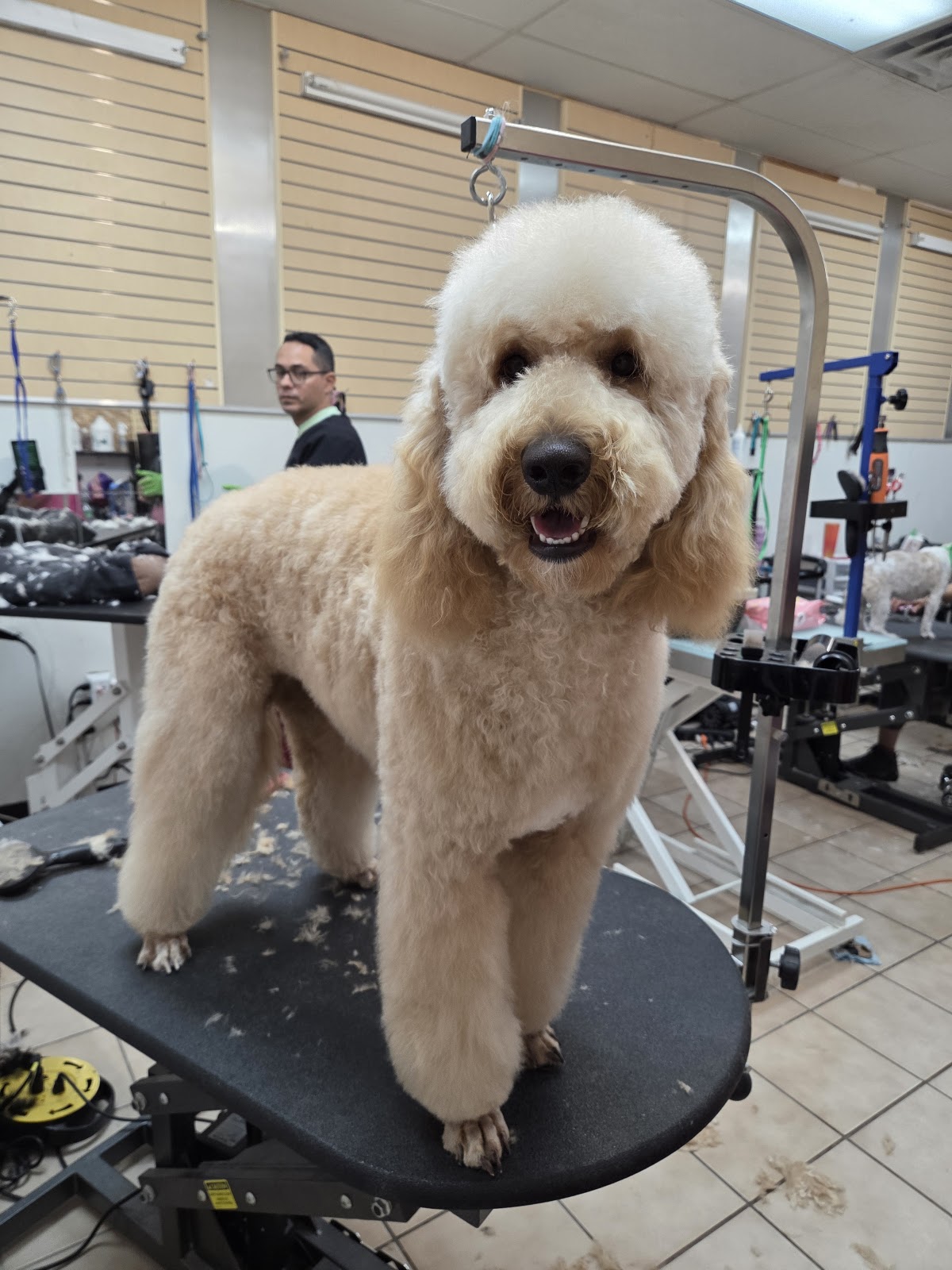Rita’s Grooming Spa - beauty-spas in Plano, TX (Photo 1)