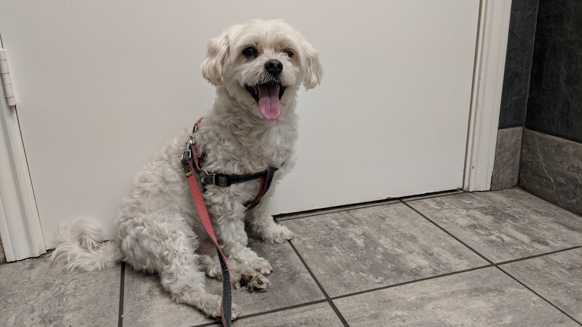 All Care Veterinary Hospital - doctors in Coppell, TX (Photo 1)