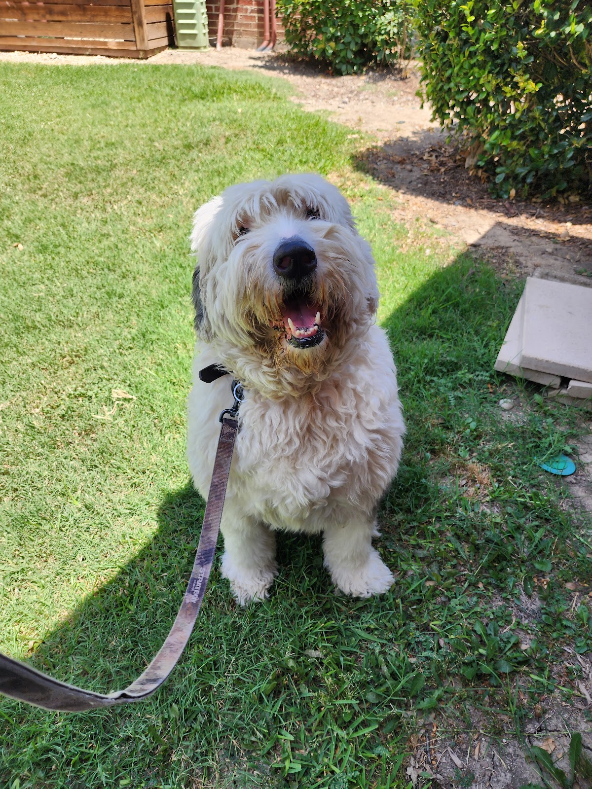 Fuzy Tails Grooming - shopping in Richardson, TX (Photo 1)