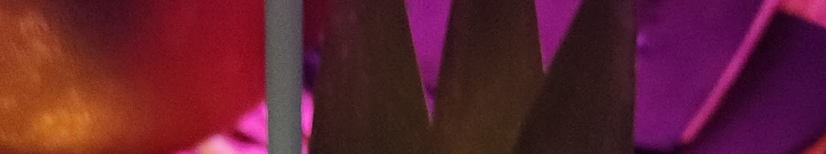 ShipWreck Tiki Lounge - bars in Fort Worth, TX (Photo 8)