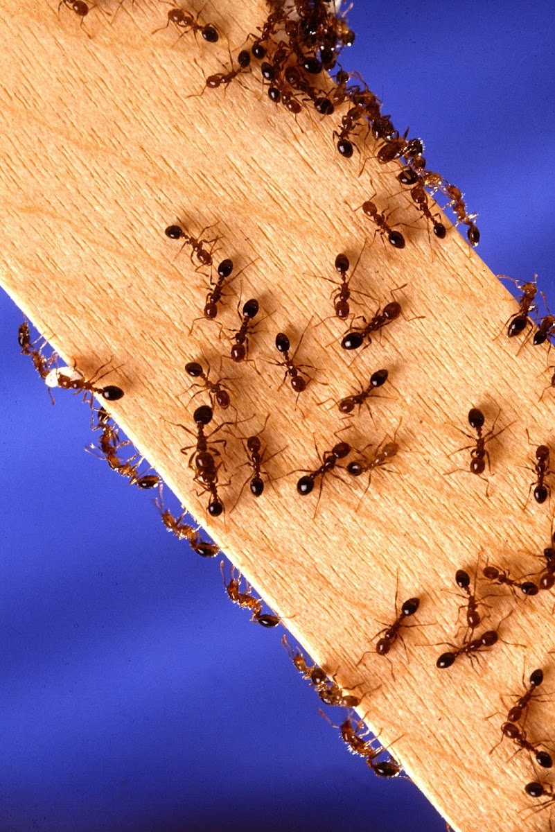 Eco-Safe Pest Control - pest-control in Dallas, TX (Photo 4)