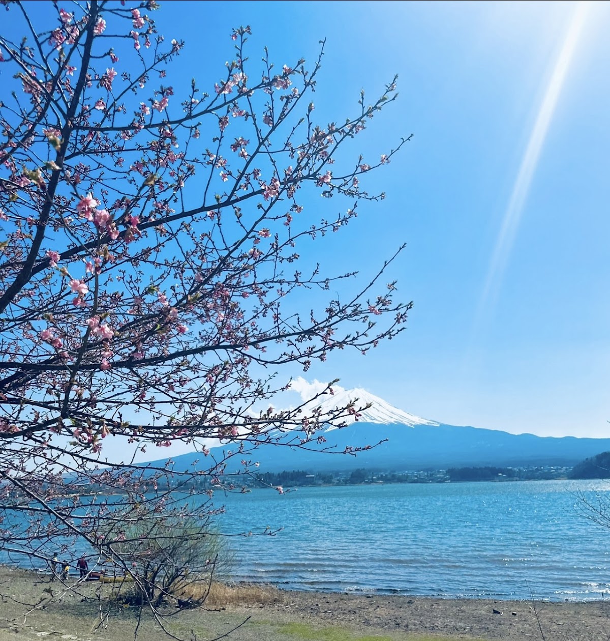 Japan Travel Agency: Japan Cherry Blossom Tours, Cruises, Shore Excursions, Private Tour Packages - shopping in Allen, TX (Photo 1)