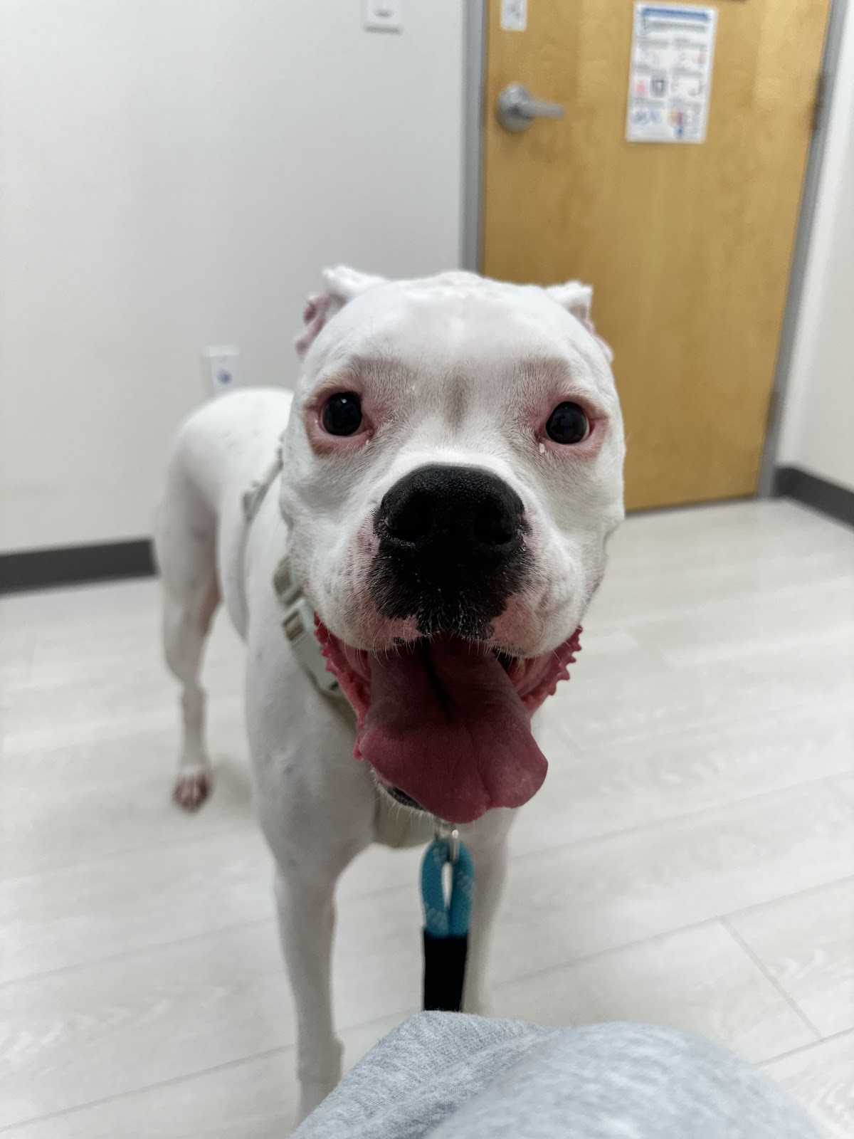 Castle Hills Animal Hospital - doctors in Lewisville, TX (Photo 1)
