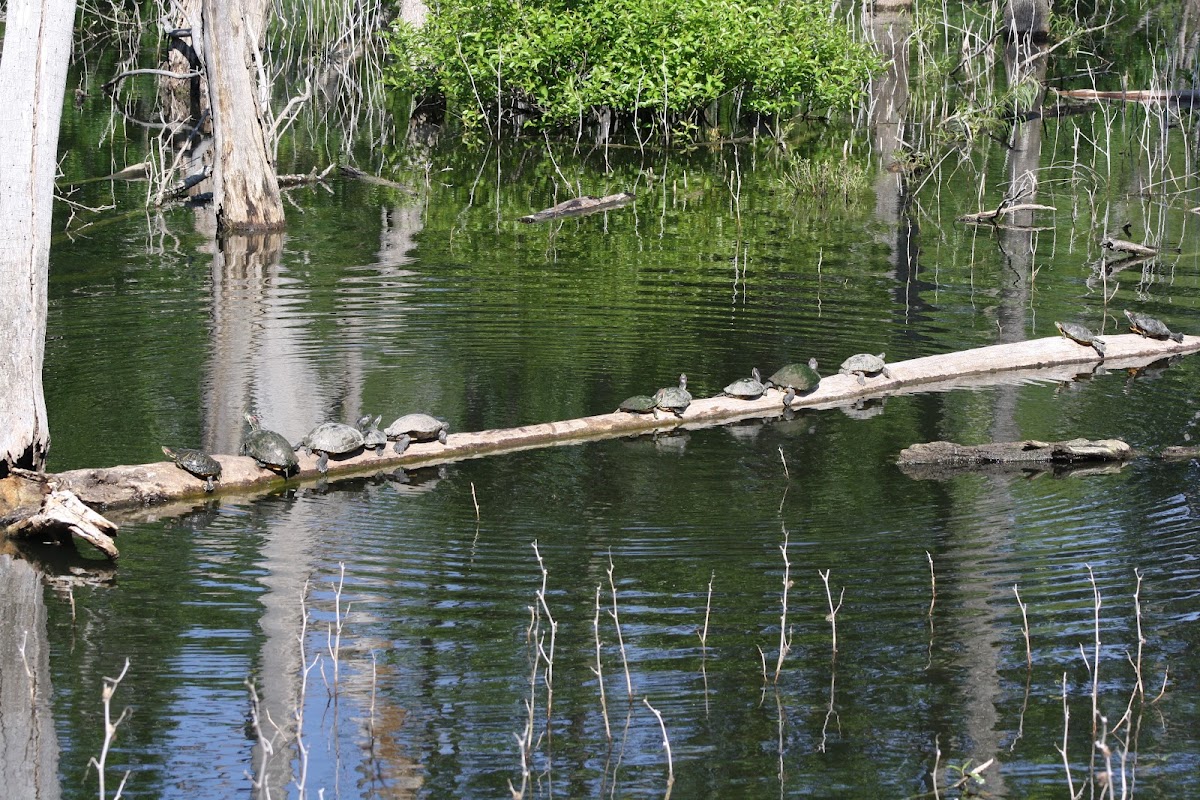 Heard Natural Science Museum & Wildlife Sanctuary - entertainment in McKinney, TX (Photo 1)