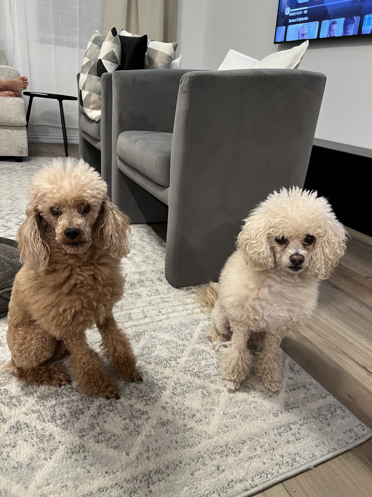 Eldorado Pet Grooming - shopping in McKinney, TX (Photo 1)