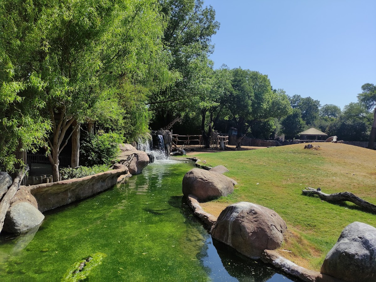 African Savanna at Fort Worth Zoo - entertainment in Fort Worth, TX (Photo 1)