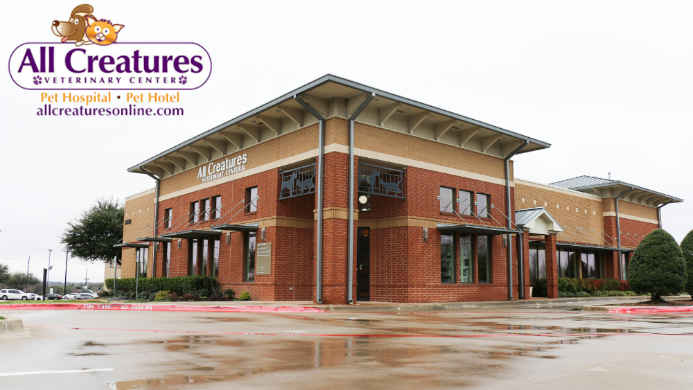 All Creatures Veterinary Center - shopping in Carrollton, TX (Photo 1)