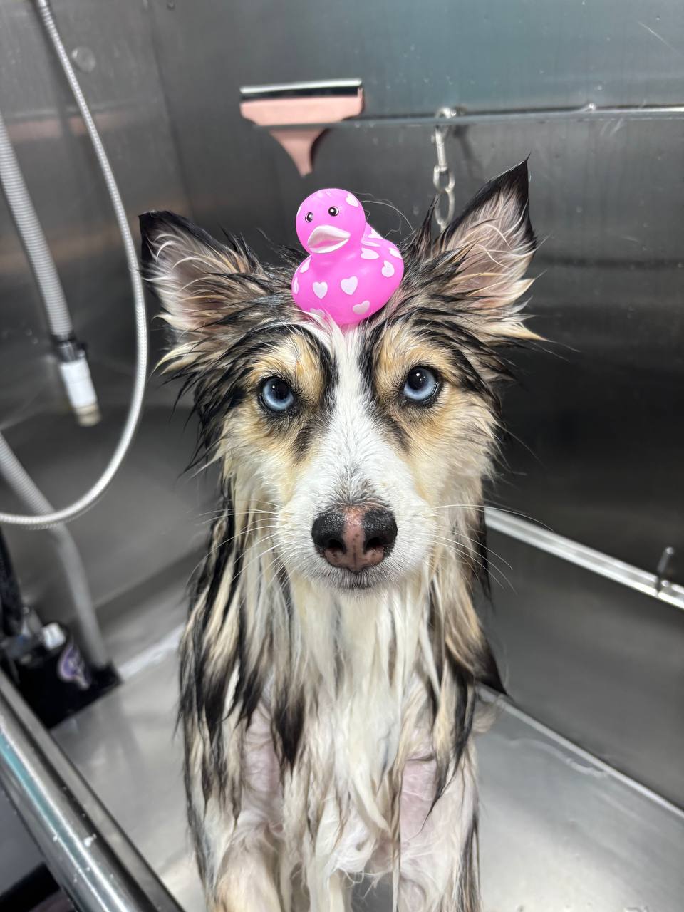 Kontota Mobile Dog Grooming of McKinney, TX - shopping in McKinney, TX (Photo 1)