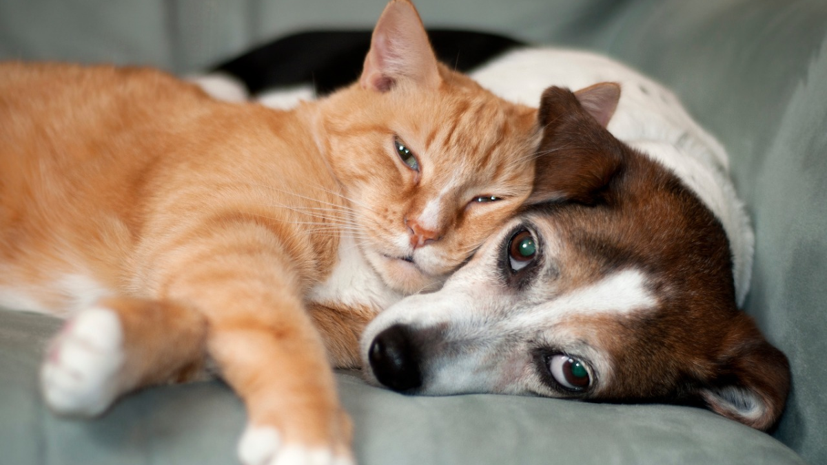 Trinity Pet Hospital - doctors in Carrollton, TX (Photo 1)