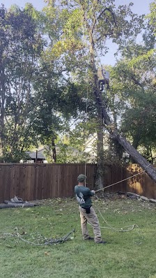 Ayala's Landscaping & Tree Service - tree-service in Dallas, TX (Photo 4)