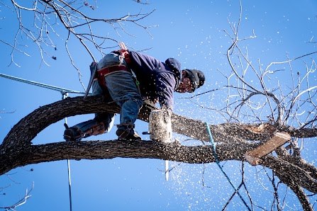 Ayala's Landscaping & Tree Service - tree-service in Dallas, TX (Photo 5)