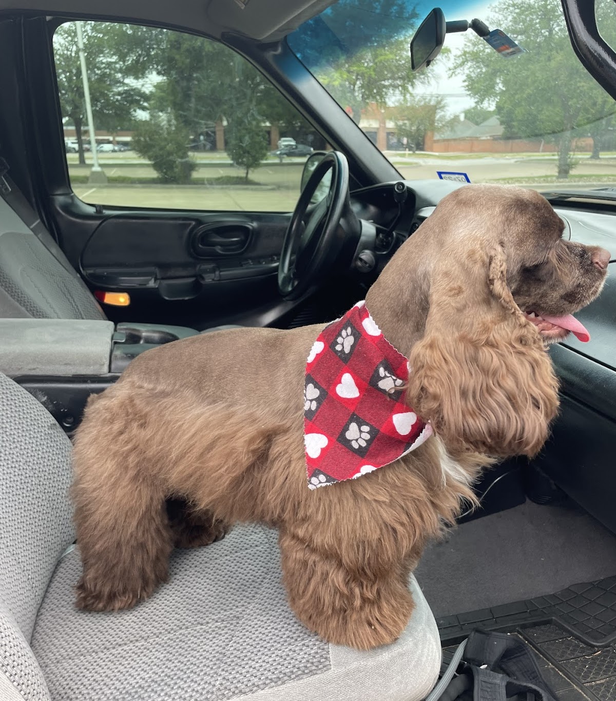 Los Rios Pet Grooming - shopping in Plano, TX (Photo 1)