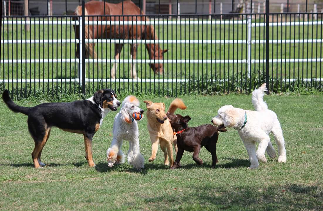 Castle Creek Pet Resort & Spa - beauty-spas in McKinney, TX (Photo 1)