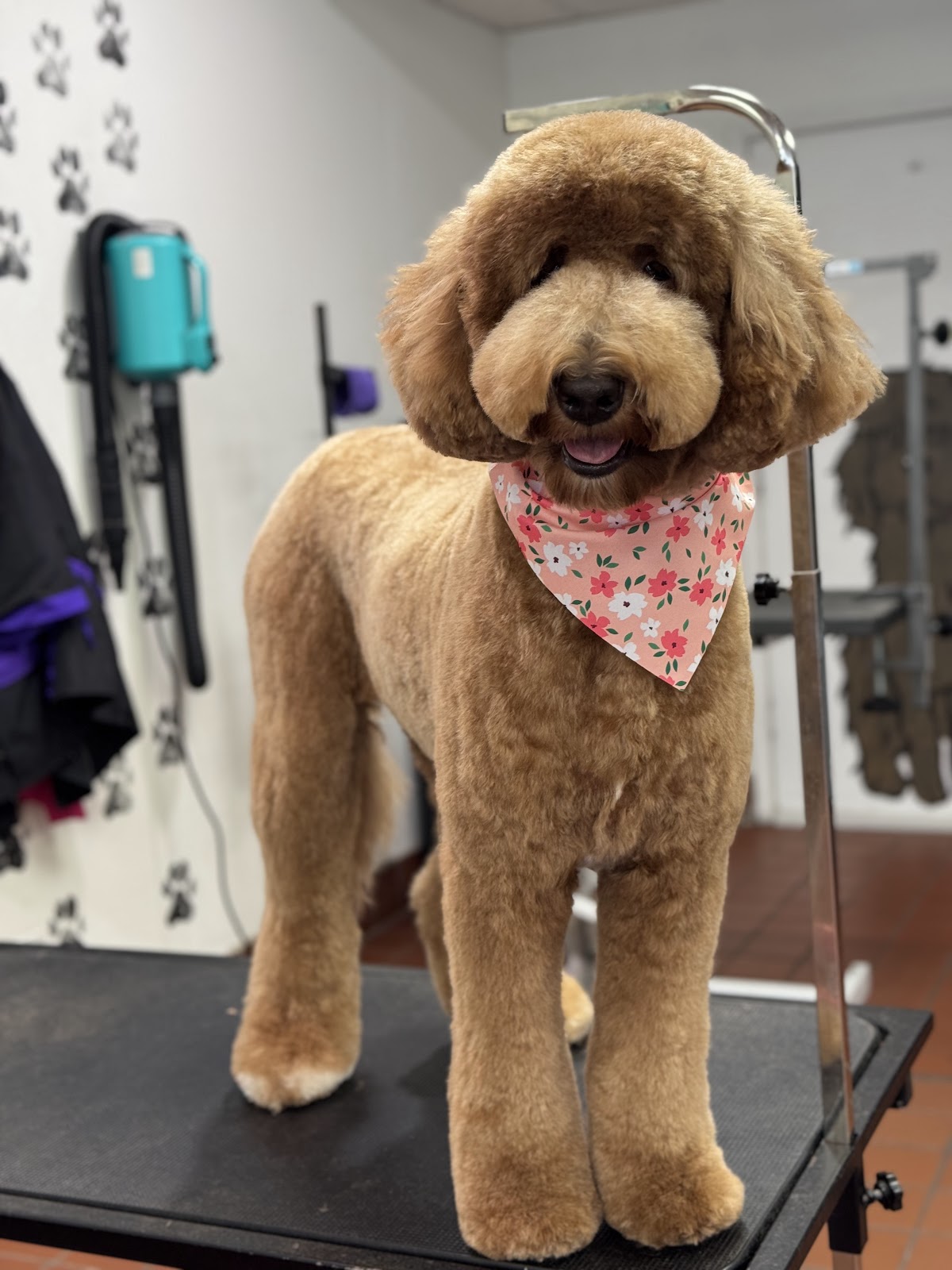 Scrub A Pup - shopping in Arlington, TX (Photo 1)