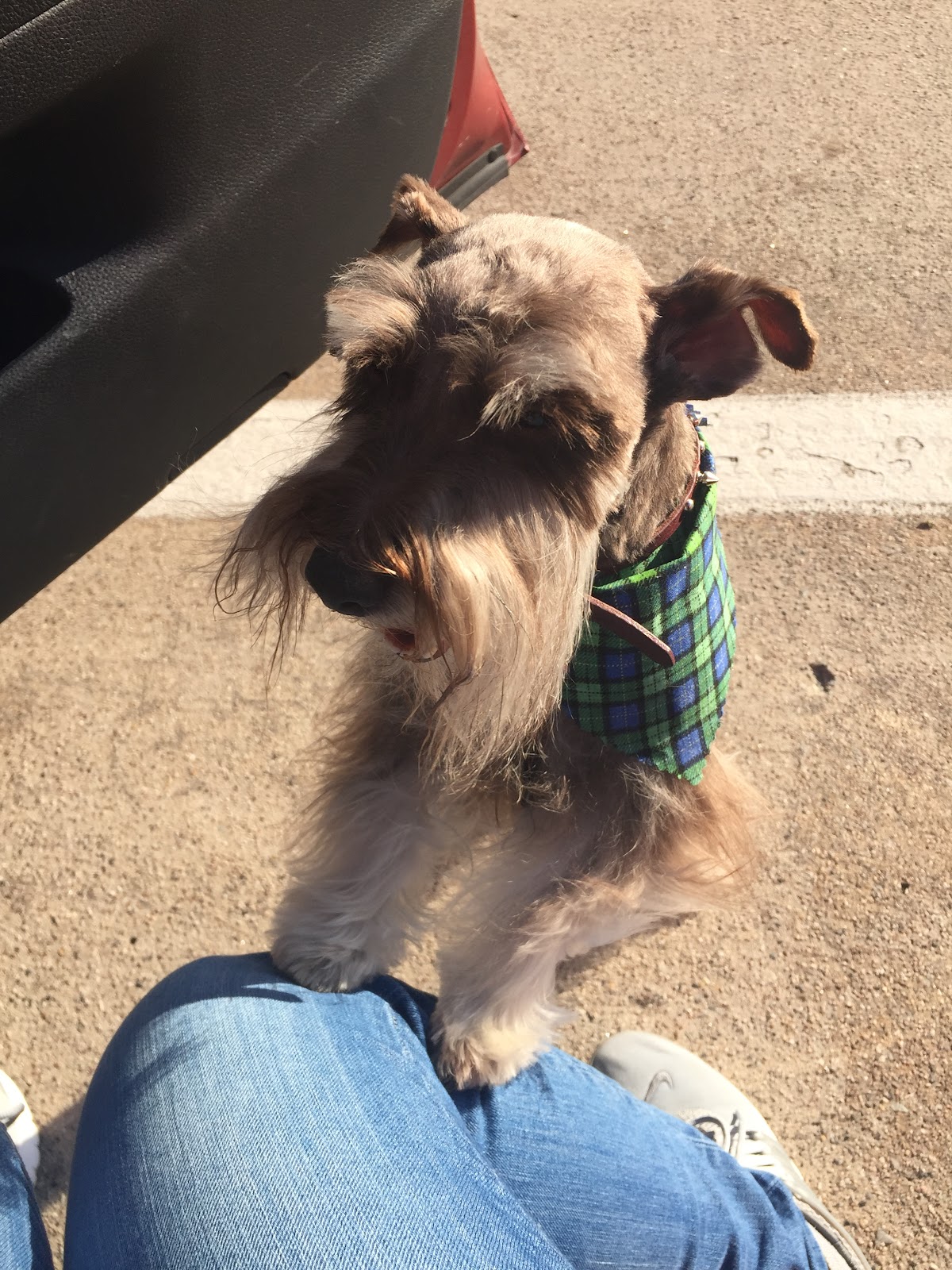 Pet Palace - shopping in Plano, TX (Photo 1)