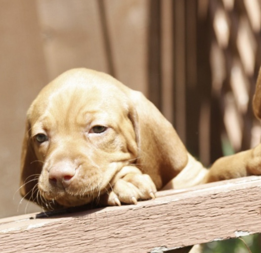 Hound Therapy - shopping in Plano, TX (Photo 1)