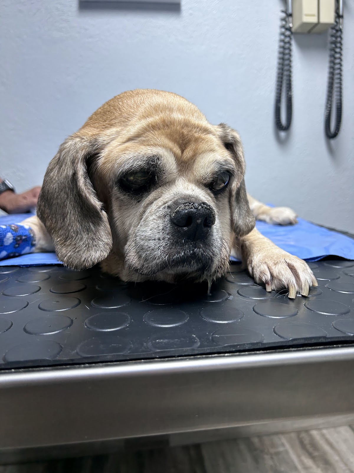 Carrier Animal Hospital - doctors in Grand Prairie, TX (Photo 1)