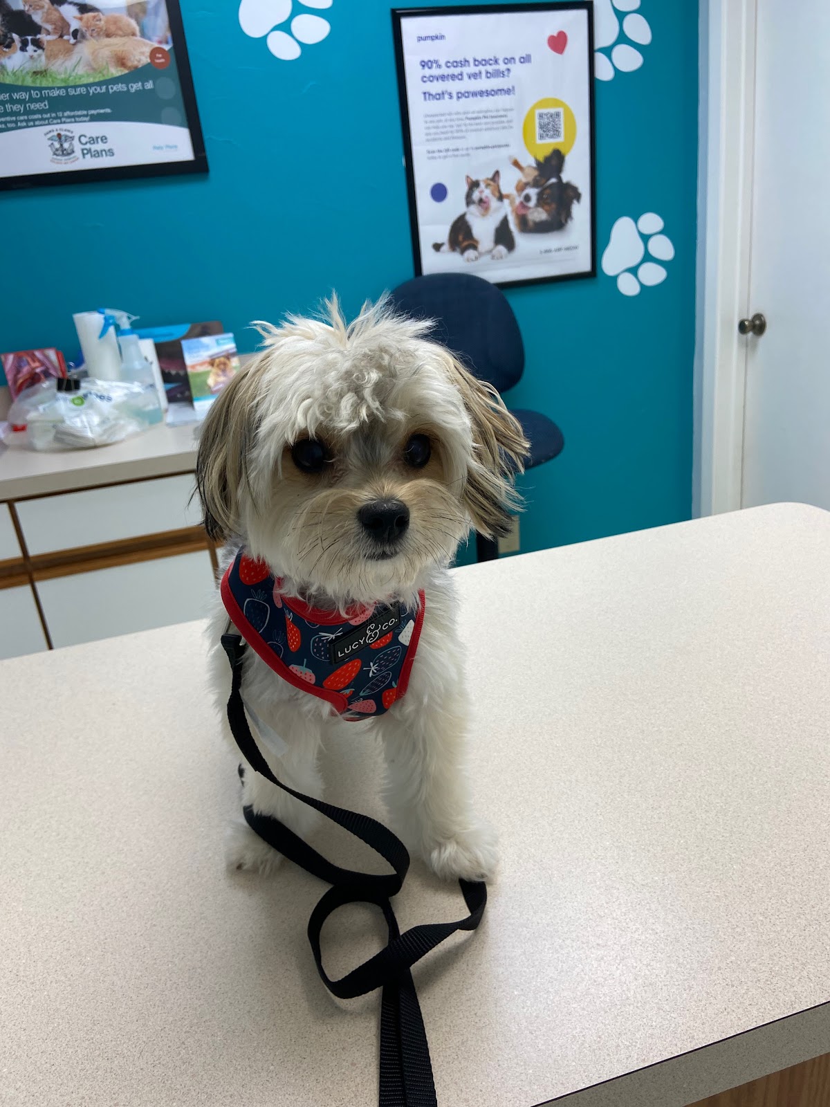 Paws & Claws Animal Hospital and Holistic Pet Center - doctors in Plano, TX (Photo 1)