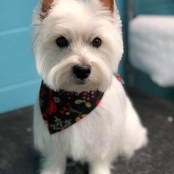 Fetch!! Grooming & Boarding - shopping in Lewisville, TX (Photo 1)