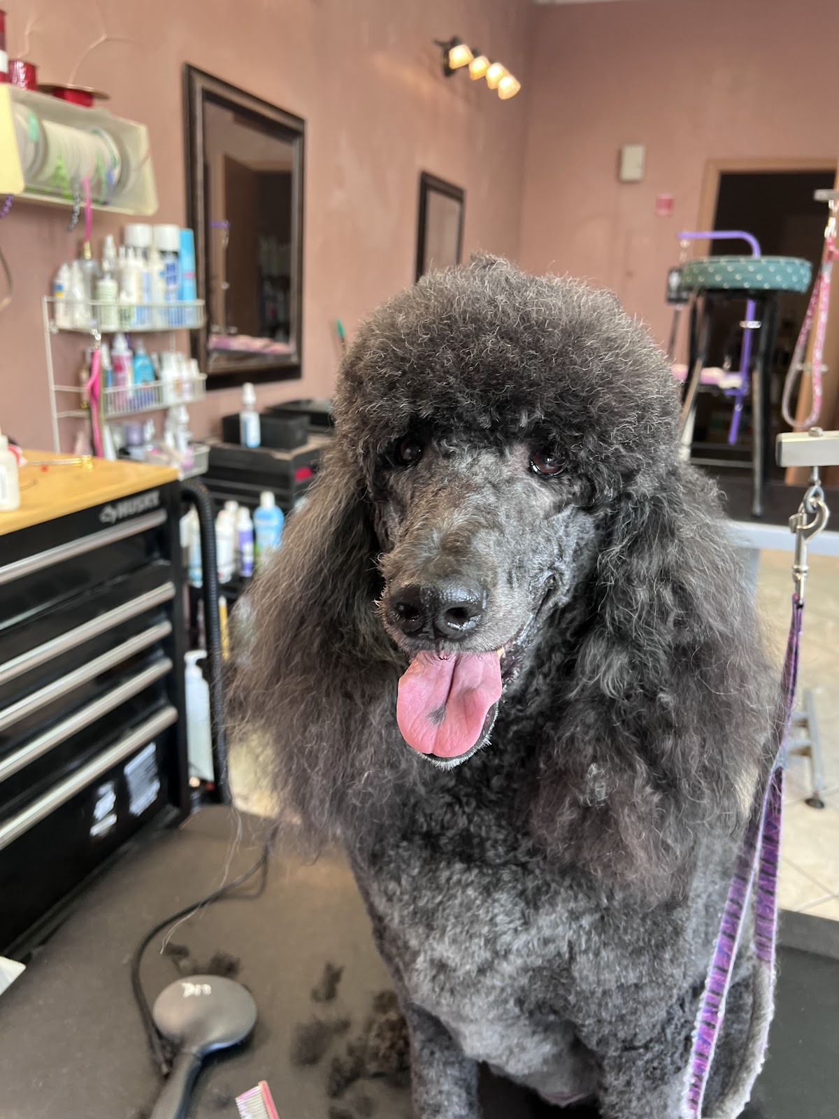 Fur Friends Pet Salon - beauty-spas in McKinney, TX (Photo 1)