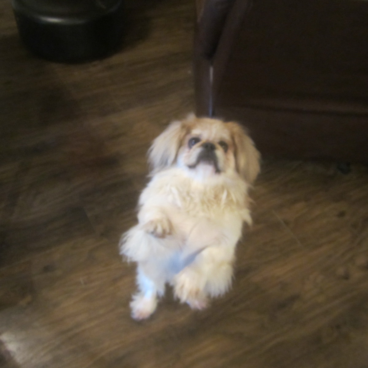 Larry's Dog Boarding & Dog Day Care - shopping in Irving, TX (Photo 1)