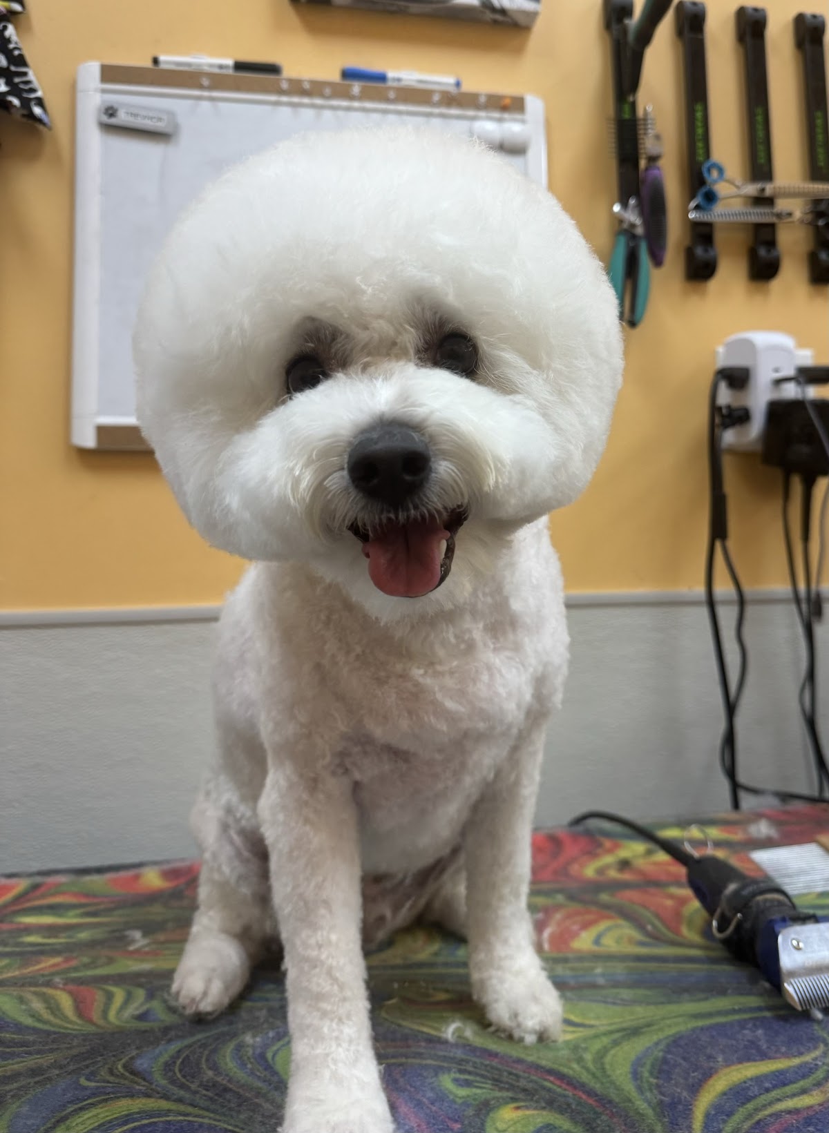Pet Evolution - Frisco, TX - Grooming | Self-Wash | Healthy Food | Mobile Nail Trim - beauty-spas in Frisco, TX (Photo 1)