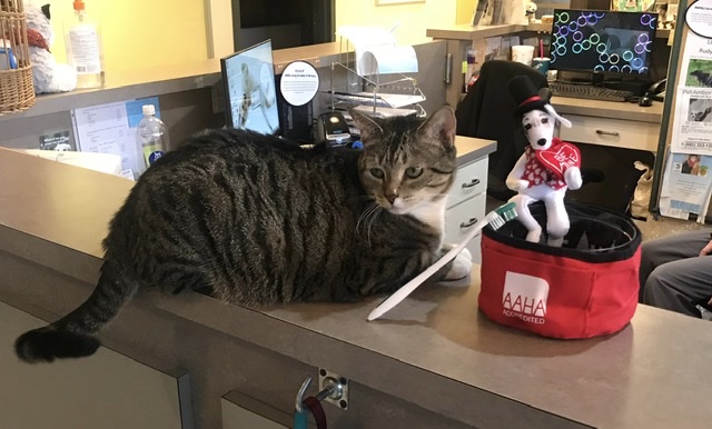 Arkansas Lane Animal Hospital - doctors in Fort Worth, TX (Photo 1)