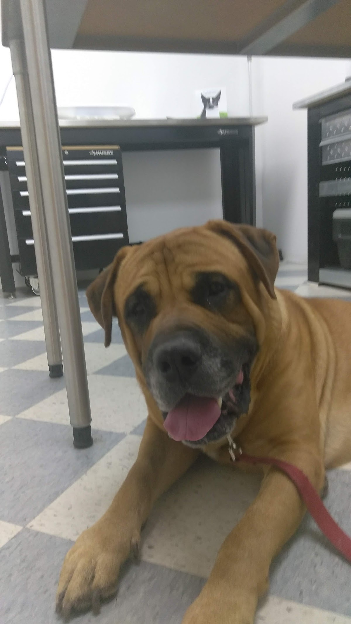 ABC Animal Clinic and Hospital - doctors in Fort Worth, TX (Photo 1)