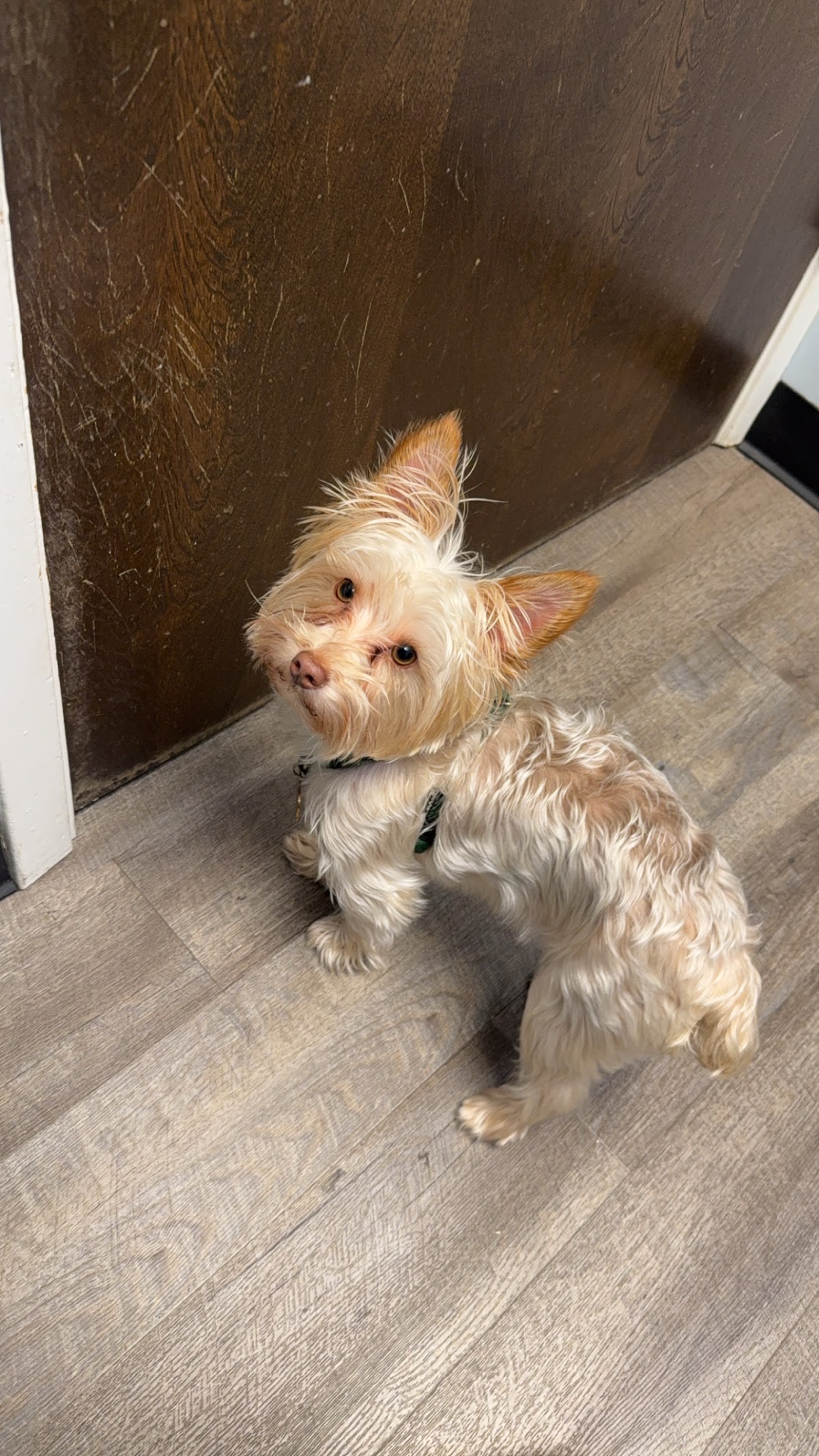 Lewisville North Animal Clinic - doctors in Lewisville, TX (Photo 1)