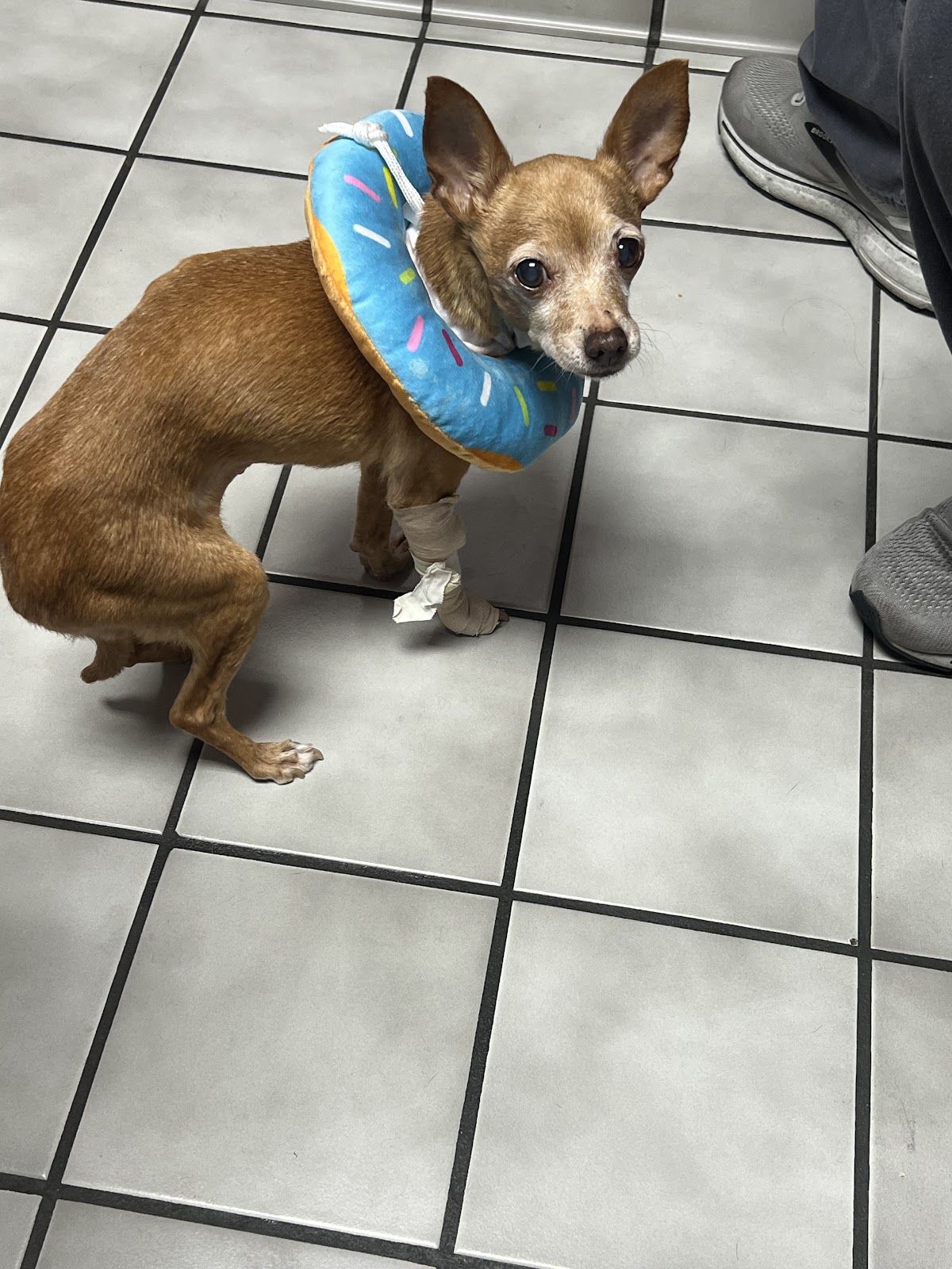 Humane Animal Medical & Surgical Hospital - doctors in Plano, TX (Photo 1)
