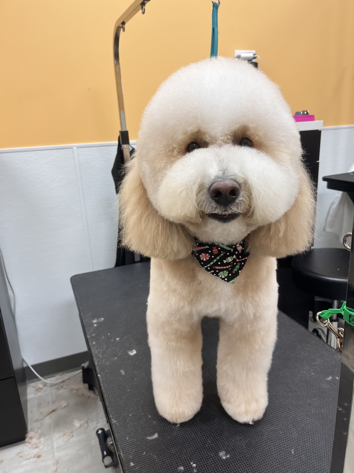 Pet Evolution - McKinney, TX - Grooming | Self-Wash | Healthy Food | Mobile Nail Trim - beauty-spas in Frisco, TX (Photo 1)