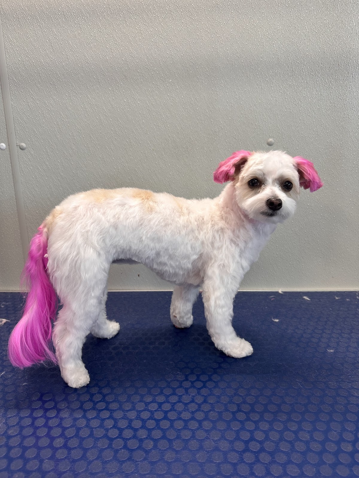 K9 Dog Grooming - shopping in Carrollton, TX (Photo 1)