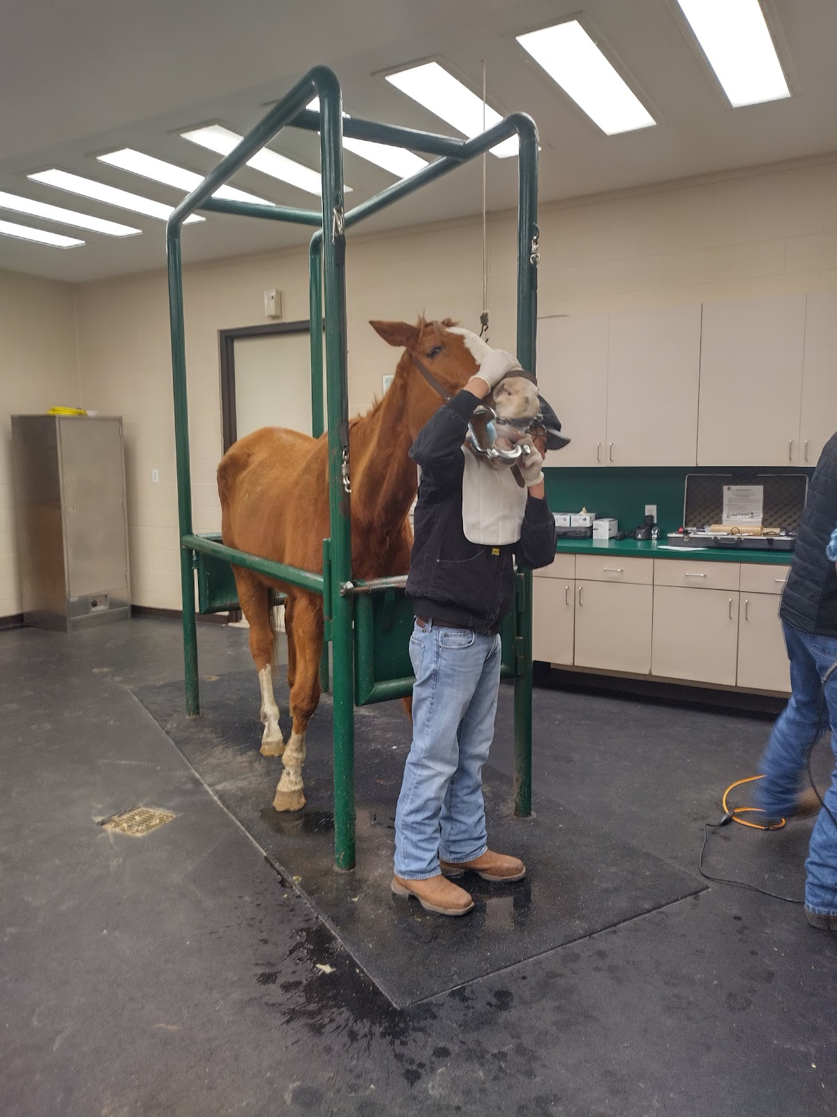 Lone Star Park Equine Hospital - doctors in Grand Prairie, TX (Photo 1)